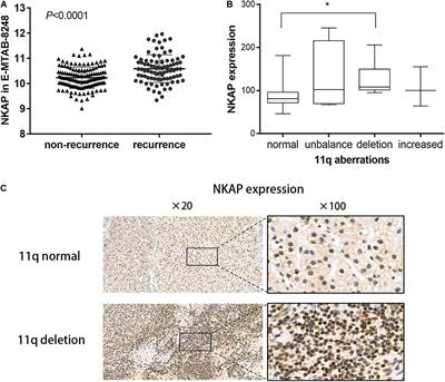 Nuclear Factor-κB Activating Protein Plays an Oncogenic Role in Neuroblastoma Tumorigenesis and Recurrence Through the Phosphatidylinositol 3-Kinase/Protein Kinase B Signaling Pathway